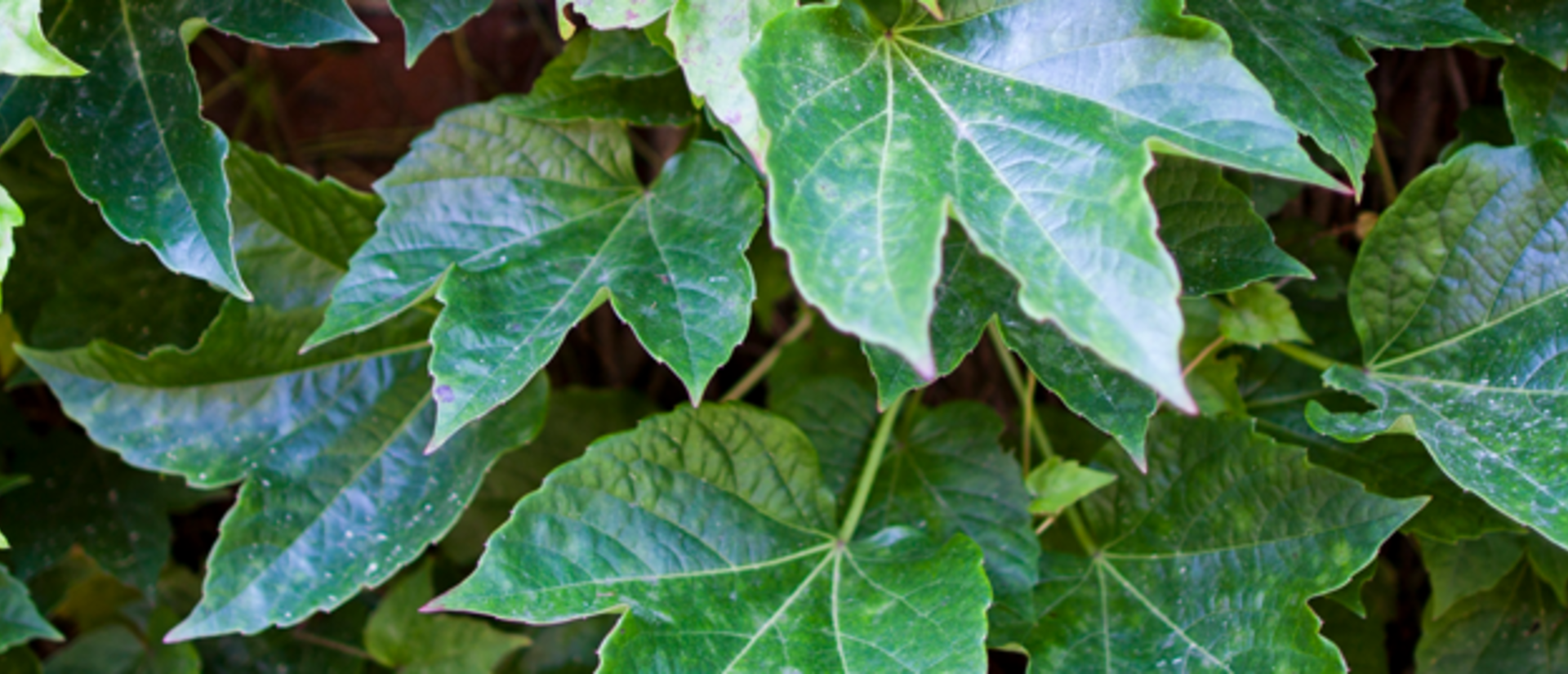 ivy